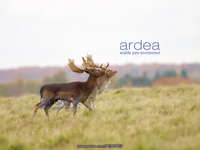: Fallow deer - bucks rut behaviour : Fallow deer - bucks rut behaviour
