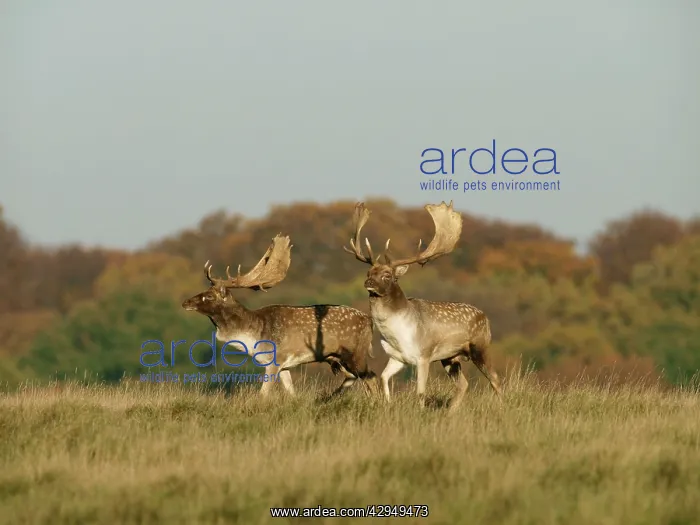 : Fallow deer - bucks rut behaviour : Fallow deer - bucks rut behaviour
