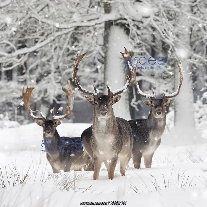 : Fallow Deer - bucks in snow covered forest - Germany : Fallow Deer - bucks in snow covered forest - Germany