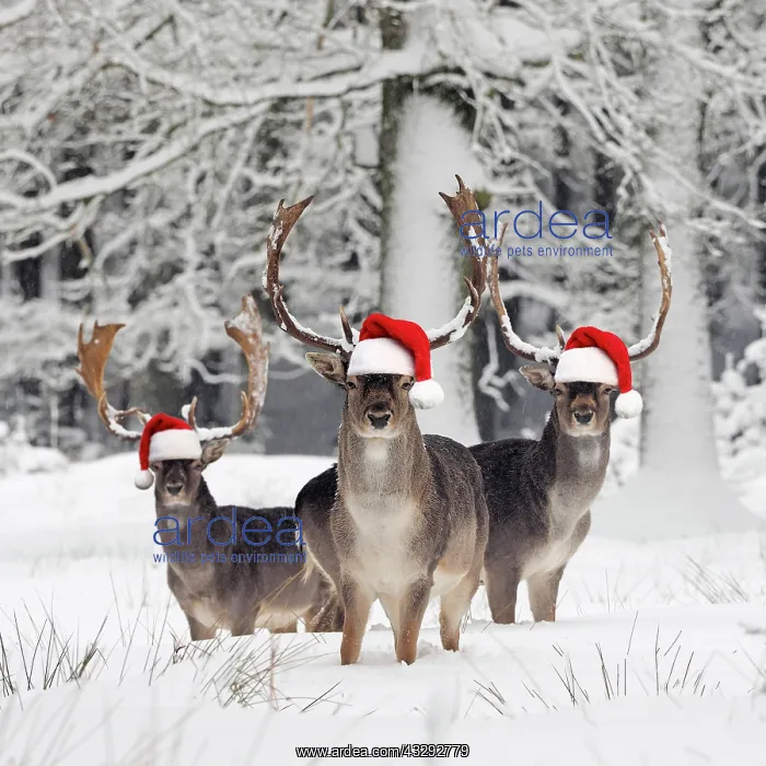 : Fallow Deer - bucks in snow covered forest wearing red santa : Fallow Deer - bucks in snow covered forest wearing red santa