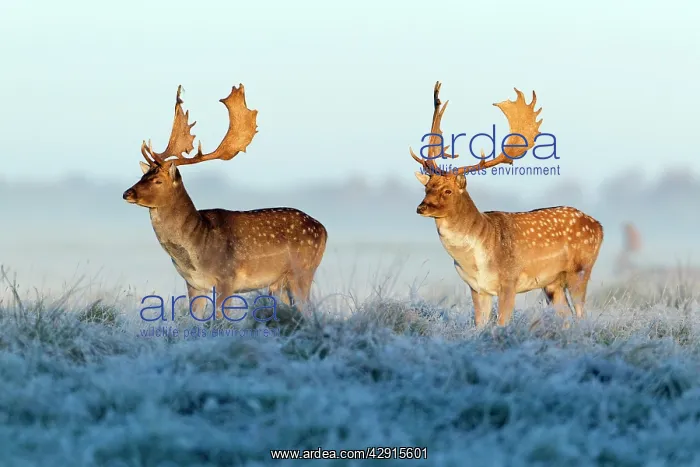 : Fallow Deer - bucks - two standing alert on frost : Fallow Deer - bucks - two standing alert on frost