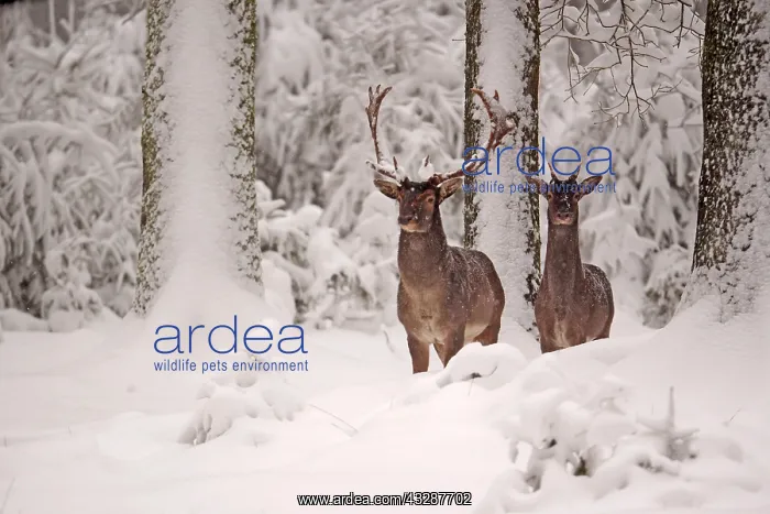 : Fallow Deer- two bucks are standing in a snow covered : Fallow Deer- two bucks are standing in a snow covered