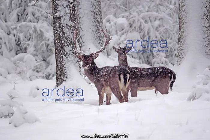 : Fallow Deer- two bucks are standing in a snow covered : Fallow Deer- two bucks are standing in a snow covered