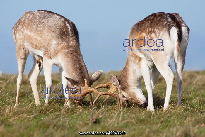 : Fallow Deer - Two bucks testing each other's strength : Fallow Deer - Two bucks testing each other's strength