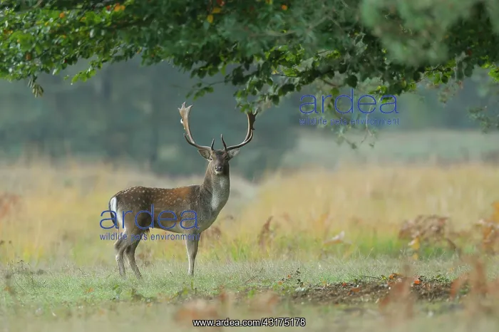 : Fallow Deer (Cervus dama) in Autumn, Hesse, Germany : Fallow Deer (Cervus dama) in Autumn, Hesse, Germany