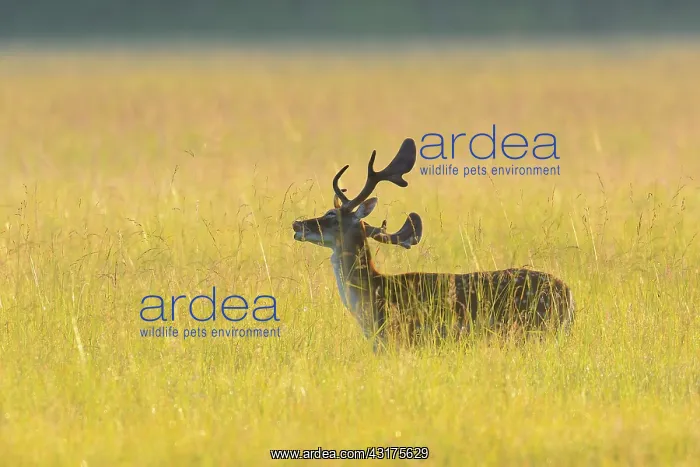 : Fallow Deer (Cervus dama), Hesse, Germany, Europe : Fallow Deer (Cervus dama), Hesse, Germany, Europe