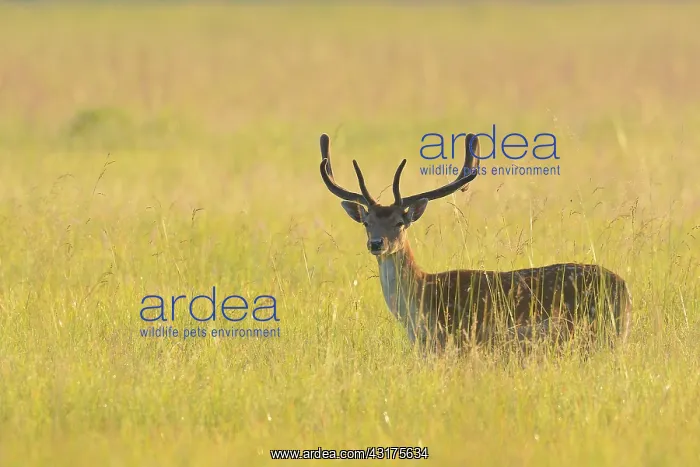 : Fallow Deer (Cervus dama), Hesse, Germany, Europe : Fallow Deer (Cervus dama), Hesse, Germany, Europe