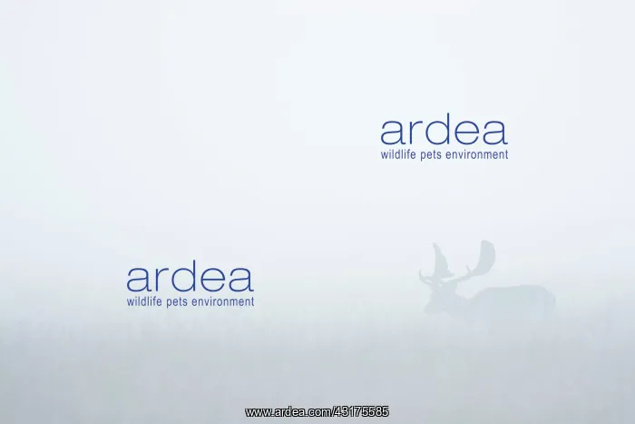 : Fallow Deer (Cervus dama) on misty morning, Hesse : Fallow Deer (Cervus dama) on misty morning, Hesse