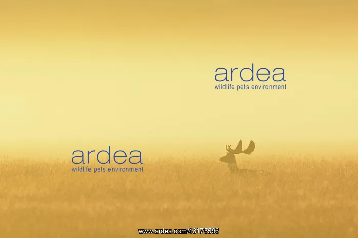  : Fallow Deer (Cervus dama) on misty morning at sunrise