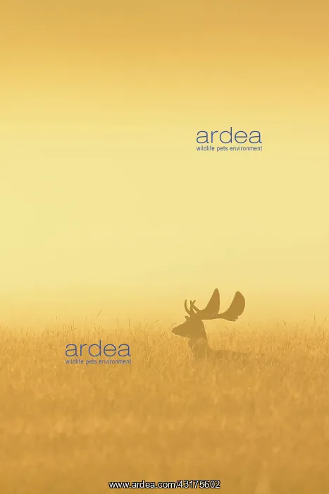 : Fallow Deer (Cervus dama) on misty morning at sunrise : Fallow Deer (Cervus dama) on misty morning at sunrise
