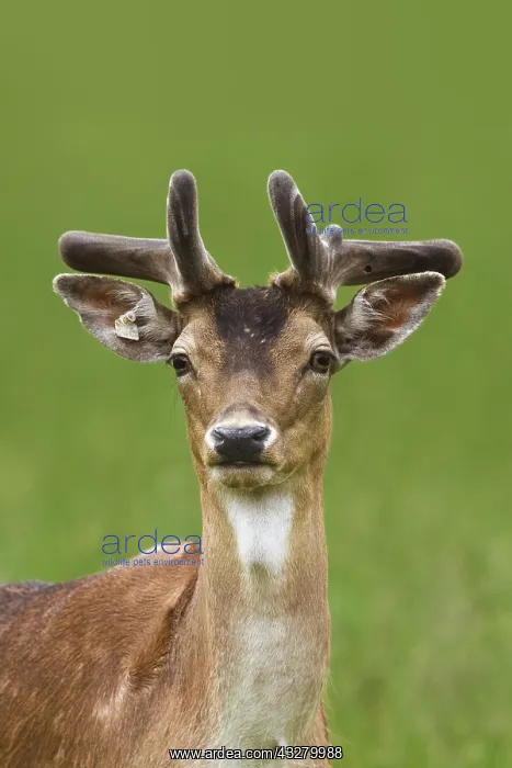 : Fallow deer (Cervus dama), young male, animal portrait : Fallow deer (Cervus dama), young male, animal portrait