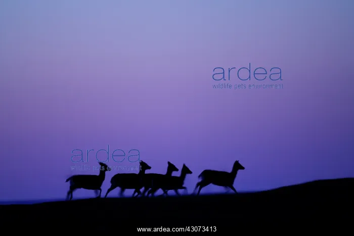 : Fallow deer (Dama dam) hinds trotting on night sky : Fallow deer (Dama dam) hinds trotting on night sky