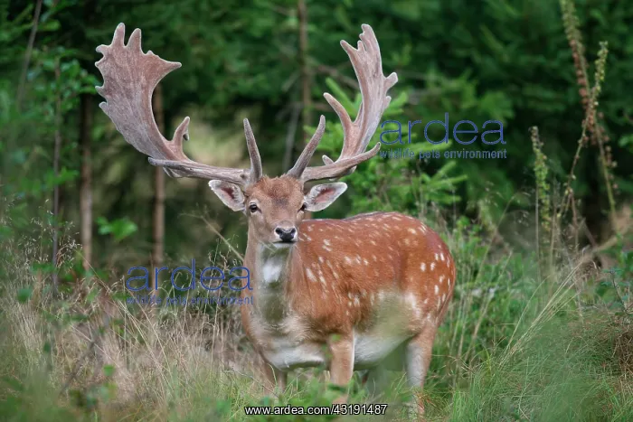 : Fallow Deer (Dama dama), bast : Fallow Deer (Dama dama), bast