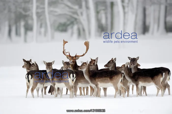 : Fallow Deer (Dama dama), buck with does in winter : Fallow Deer (Dama dama), buck with does in winter