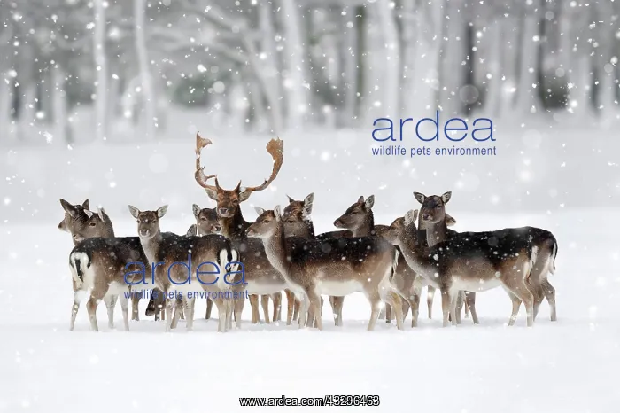 : Fallow Deer (Dama dama), buck with does in winter : Fallow Deer (Dama dama), buck with does in winter
