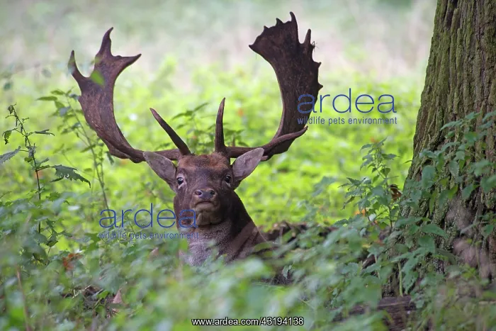 : Fallow deer (Dama dama), buck lying in tall grass : Fallow deer (Dama dama), buck lying in tall grass