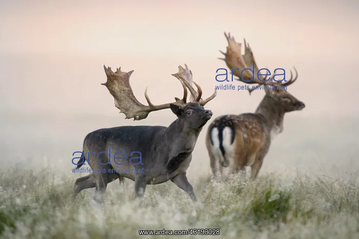 : Fallow deer (Dama dama) bucks, mist, morning light : Fallow deer (Dama dama) bucks, mist, morning light