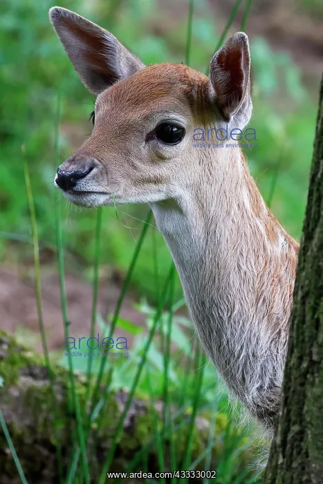 : Fallow deer (Dama dama), calf curiously looking : Fallow deer (Dama dama), calf curiously looking