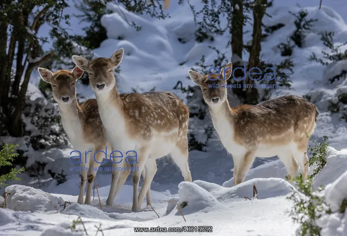 : Fallow deer, Dama dama, fawn (juveniles) in snow : Fallow deer, Dama dama, fawn (juveniles) in snow