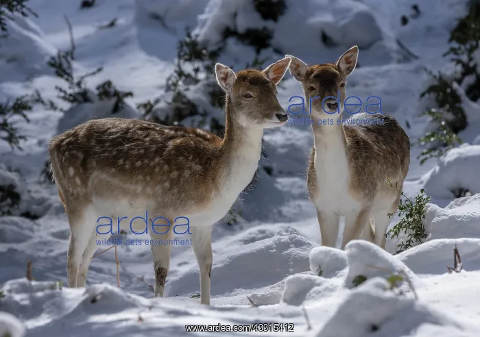 : Fallow deer, Dama dama, fawn (juveniles) in snow : Fallow deer, Dama dama, fawn (juveniles) in snow