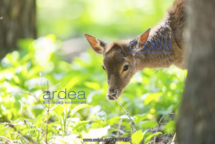 : Fallow deer (Dama dama) fawn, portrait : Fallow deer (Dama dama) fawn, portrait
