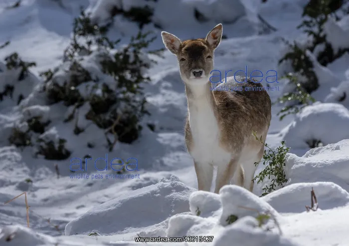 : Fallow deer, Dama dama, fawn in snowy winter conditions : Fallow deer, Dama dama, fawn in snowy winter conditions