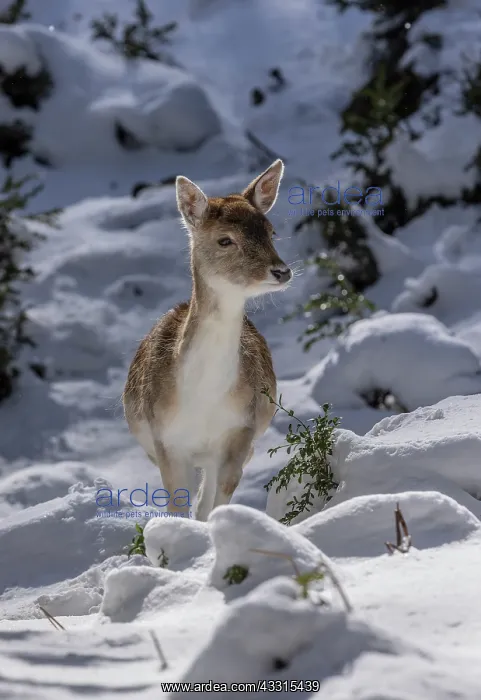 : Fallow deer, Dama dama, fawn in snowy winter conditions : Fallow deer, Dama dama, fawn in snowy winter conditions