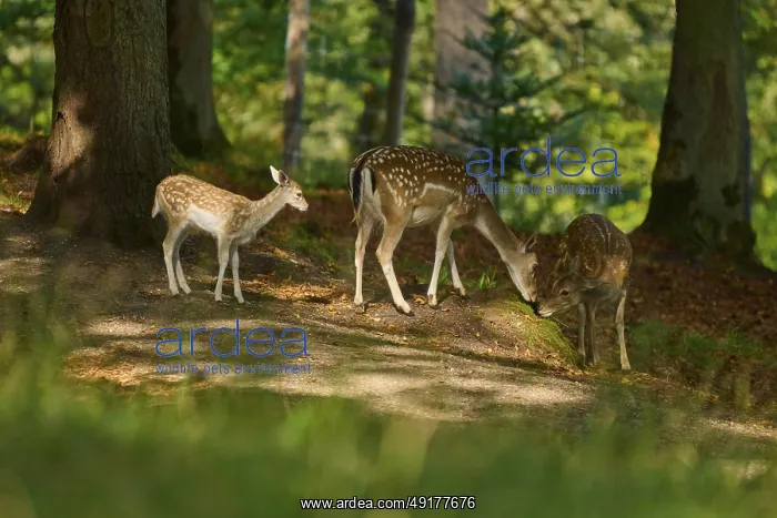 : Fallow deer (Dama dama), female : Fallow deer (Dama dama), female