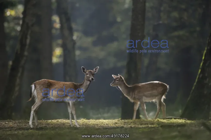 : Fallow Deer (Dama dama) two female in forest : Fallow Deer (Dama dama) two female in forest