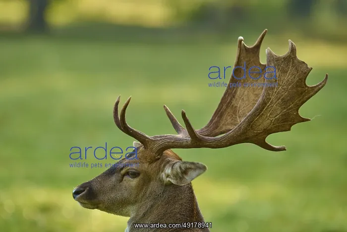  : Fallow deer (Dama dama), with impressive antlers on a green meadow