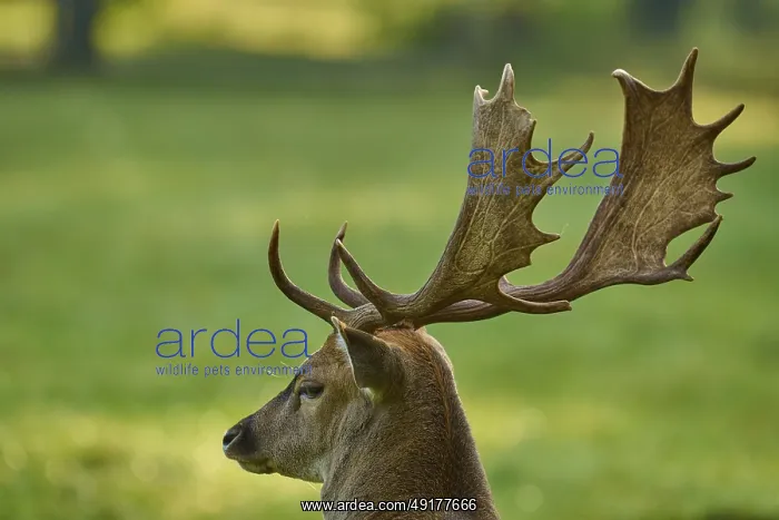 : Fallow deer (Dama dama), with large antlers : Fallow deer (Dama dama), with large antlers