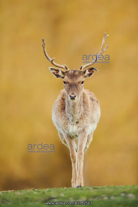 : Fallow deer (Dama dama) on a meadow, captive, Bavaria : Fallow deer (Dama dama) on a meadow, captive, Bavaria
