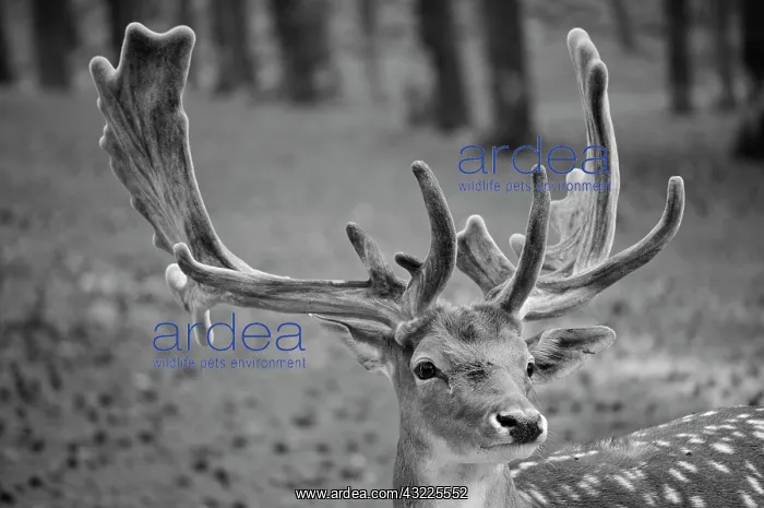 : Fallow deer (Dama dama), portrait, Muensterland : Fallow deer (Dama dama), portrait, Muensterland