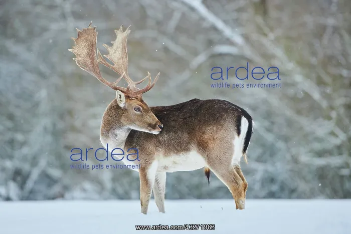 : Fallow deer (Dama dama) on a snowy meadow, Bavaria : Fallow deer (Dama dama) on a snowy meadow, Bavaria