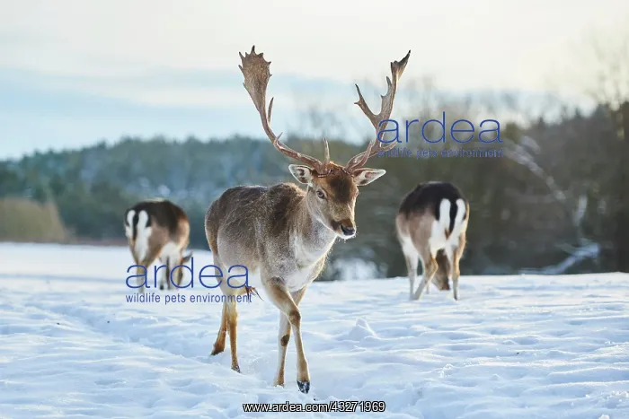 : Fallow deer (Dama dama) on a snowy meadow, Bavaria : Fallow deer (Dama dama) on a snowy meadow, Bavaria