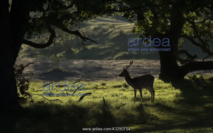  : Fallow Deer (dama dama) standing between big oa