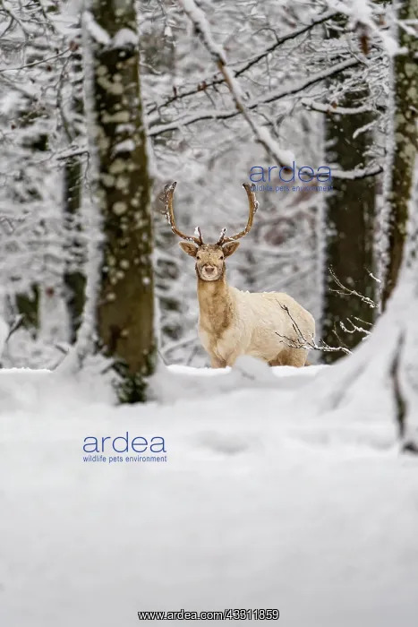 : Fallow deer (Dama dama), in winter in the forest : Fallow deer (Dama dama), in winter in the forest