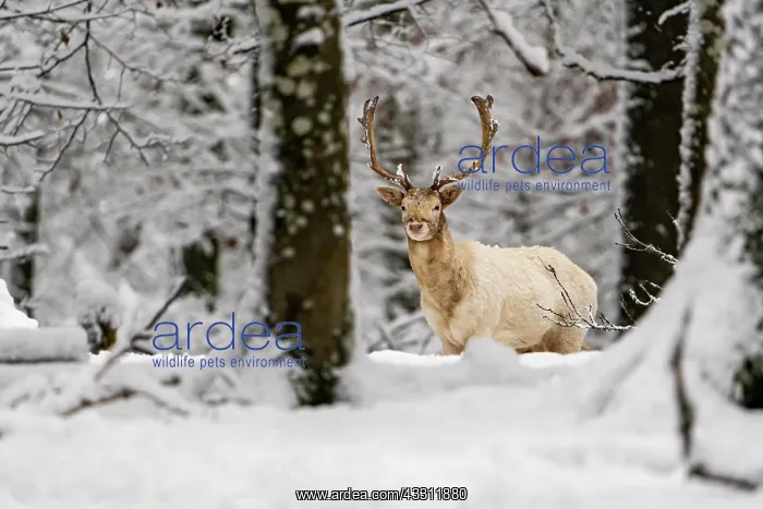 : Fallow deer (Dama dama), in winter in the forest : Fallow deer (Dama dama), in winter in the forest