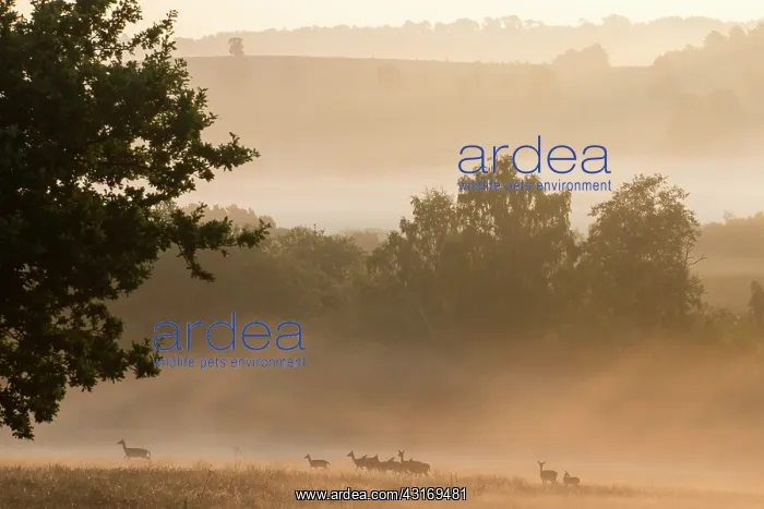 : Fallow deer in dawn mist : Fallow deer in dawn mist