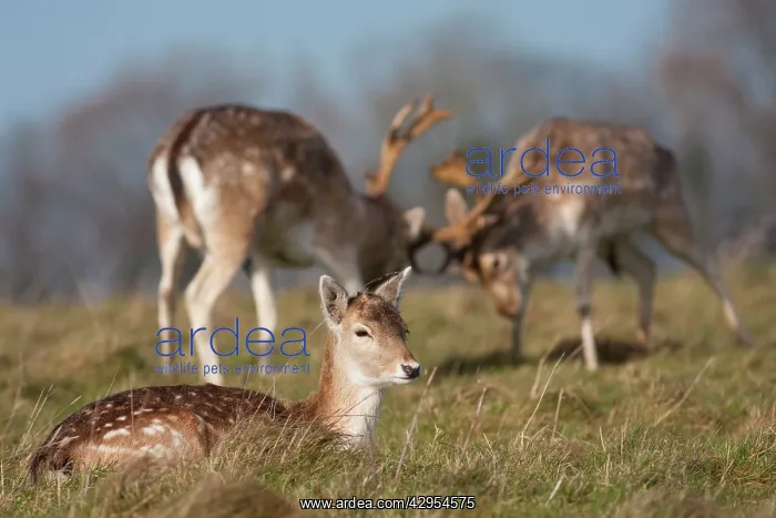 : Fallow Deer - Doe in the foreground with rutting : Fallow Deer - Doe in the foreground with rutting