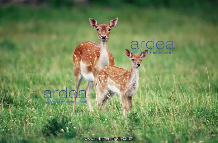 : Fallow Deer - with fawn : Fallow Deer - with fawn