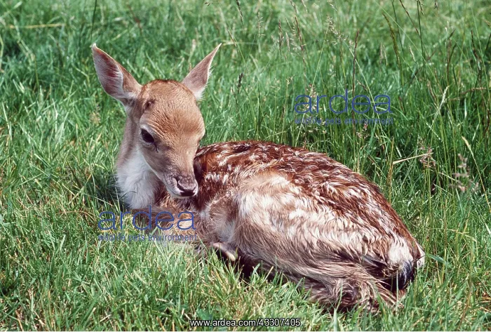: Fallow Deer - fawn : Fallow Deer - fawn