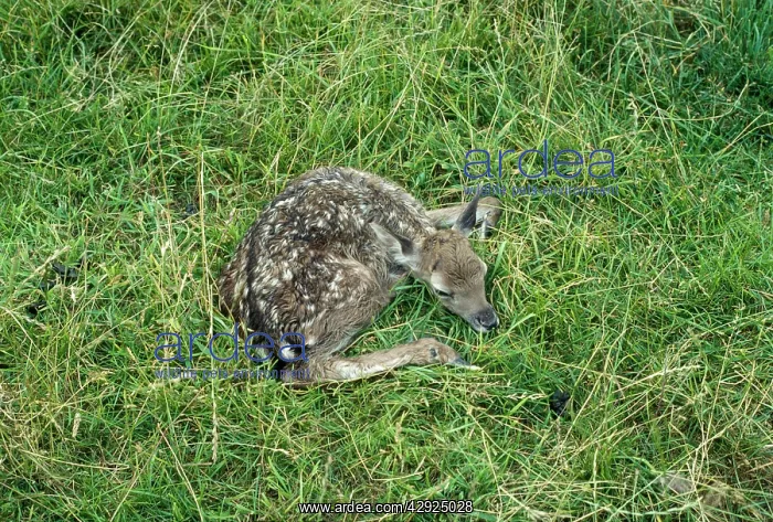  : Fallow Deer - fawn, freshly dropped