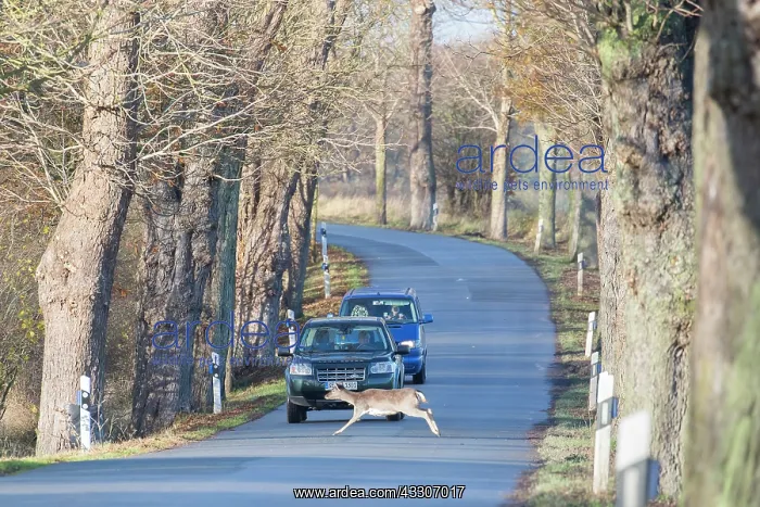: Fallow Deer - female crossing a road - Grmany : Fallow Deer - female crossing a road - Grmany