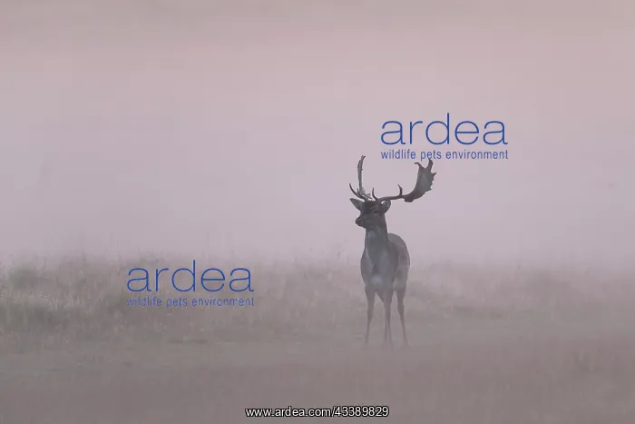 : Fallow Deer fog : Fallow Deer fog