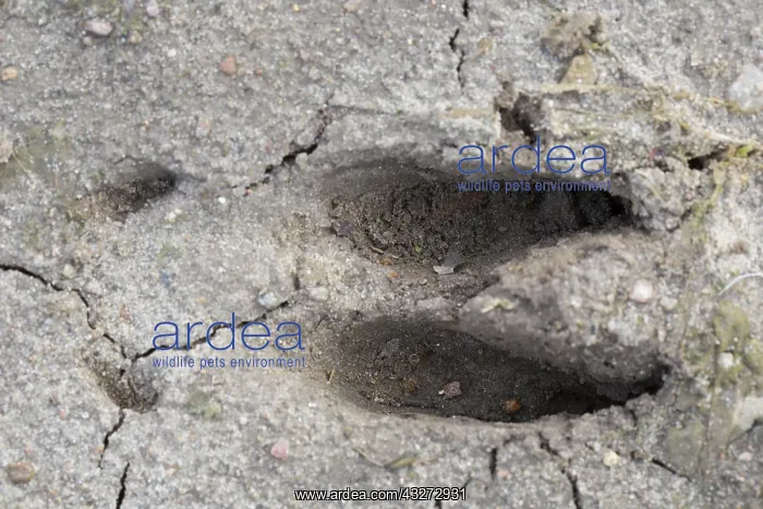 : Fallow Deer - footprint in sand - Germany : Fallow Deer - footprint in sand - Germany
