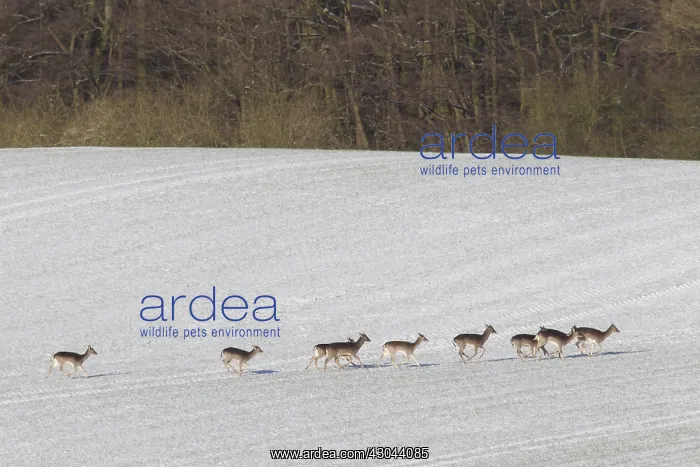  : Fallow Deer - group in snow - Germany