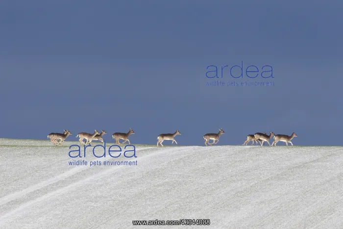  : Fallow Deer - group in snow - Germany