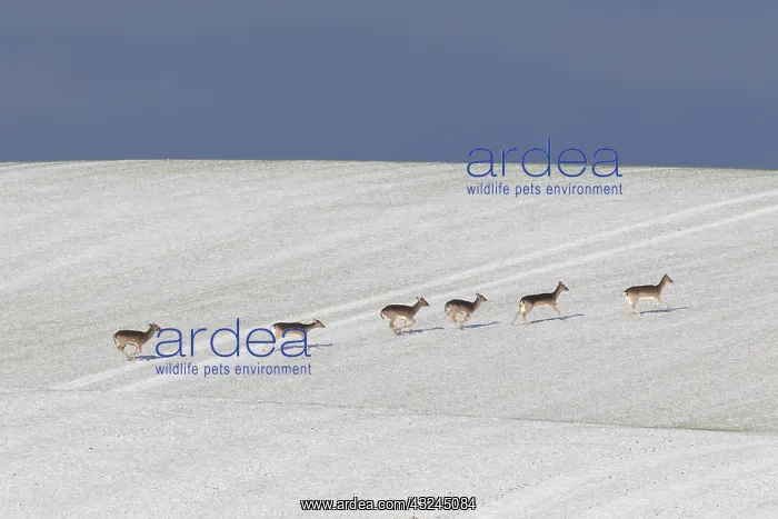  : Fallow Deer - group in snow - Germany