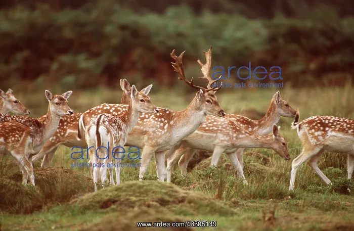 : FALLOW DEER - Herd : FALLOW DEER - Herd